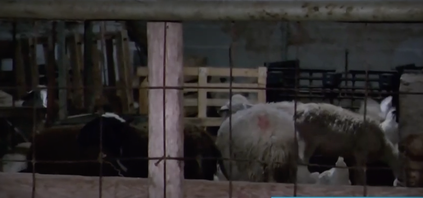 Από τον παραγωγό στο γιορτινό τραπέζι – Το Ελληνικό αρνάκι το κατσικάκι τα έξοδα και η αρχική τιμή τους